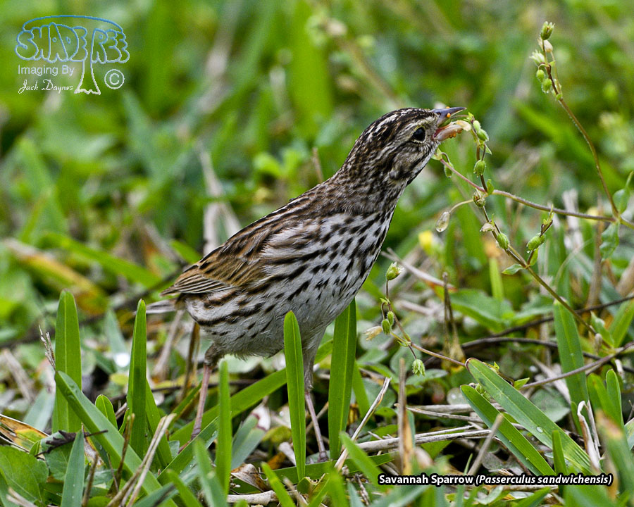 Savannah Sparrow - Passerculus sandwichensis