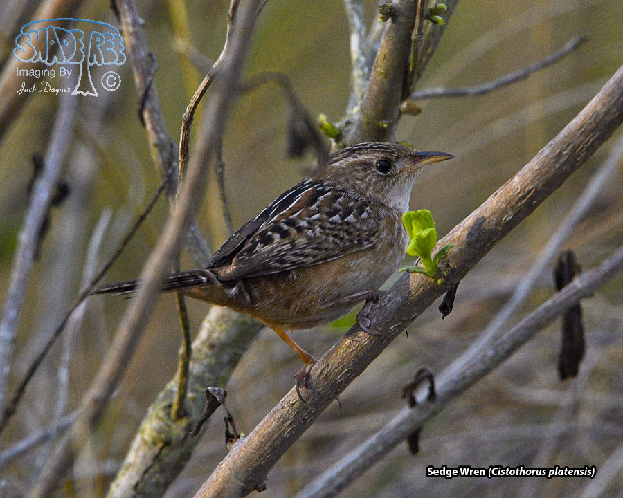 Sedge Wren - Cistothorus platensis