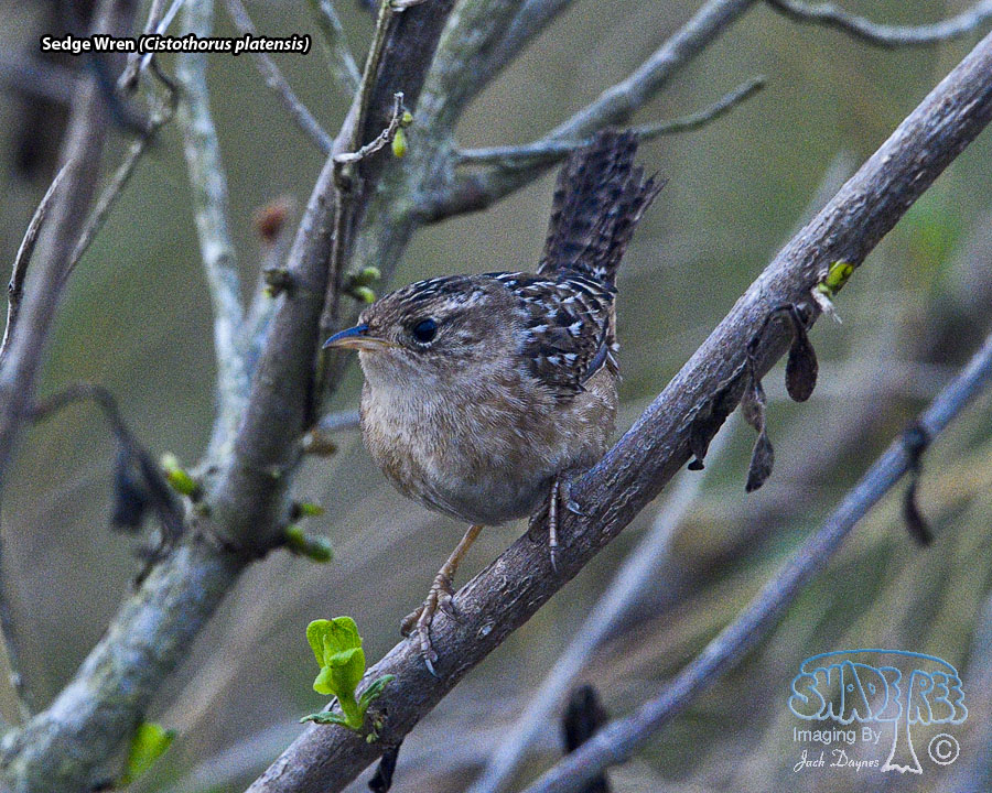 Sedge Wren - Cistothorus platensis