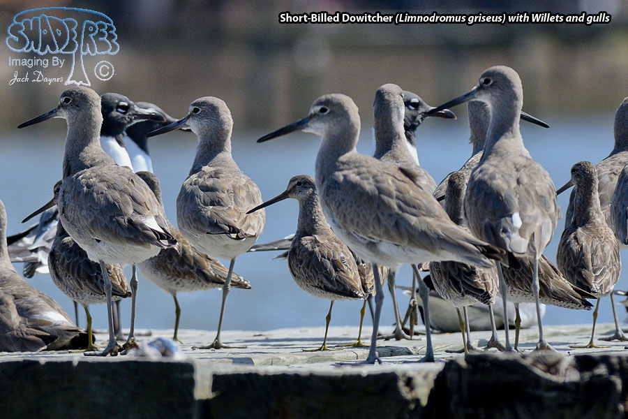 Short-Billed Dowitcher - Limnodromus griseus