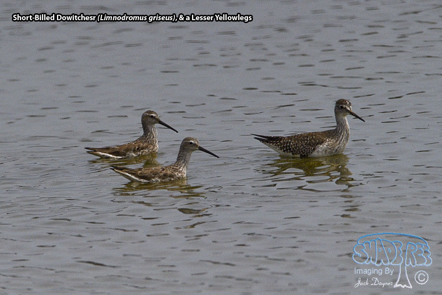 Short-Billed Dowitcher - Limnodromus griseus