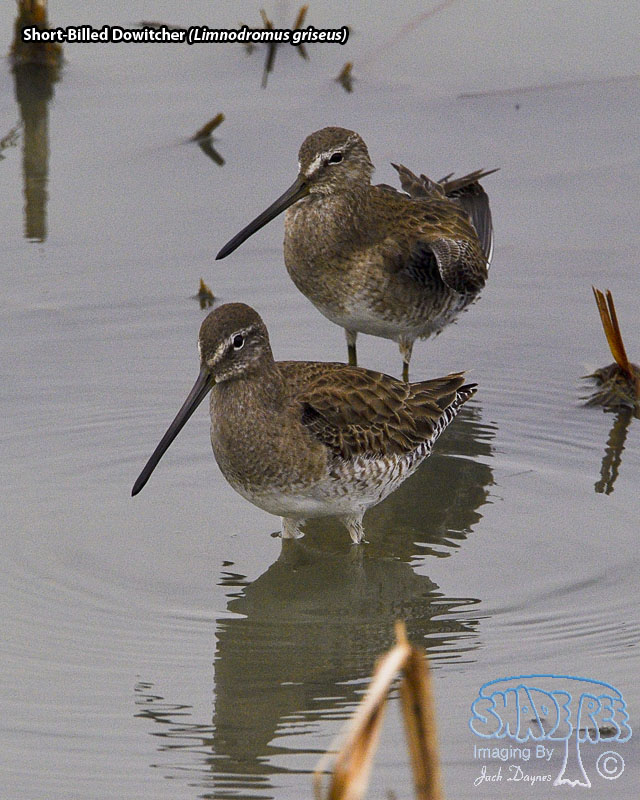 Short-Billed Dowitcher - Limnodromus griseus