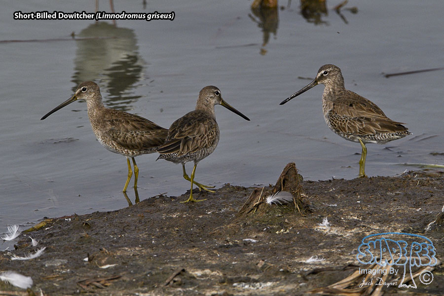 Short-Billed Dowitcher - Limnodromus griseus