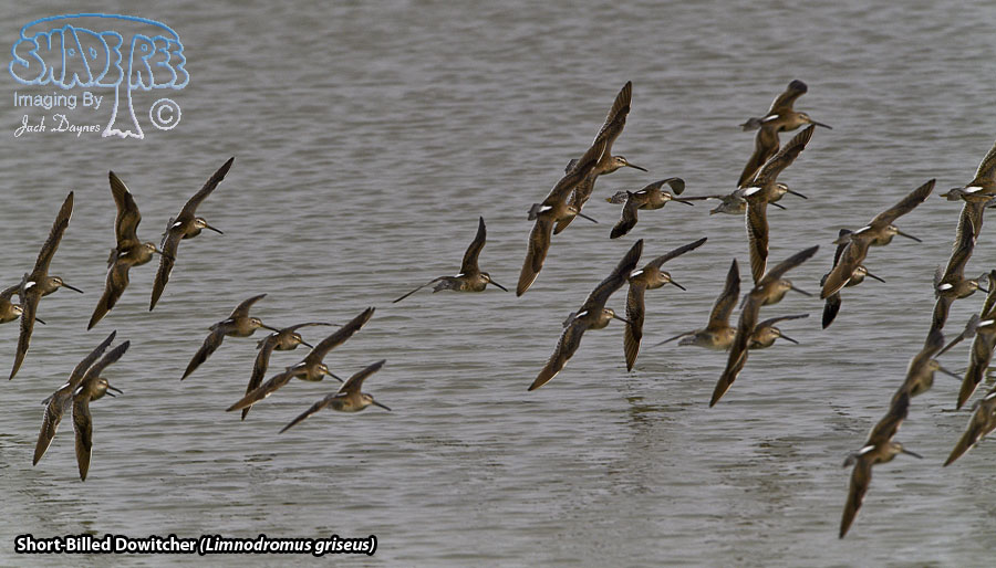 Short-Billed Dowitcher - Limnodromus griseus