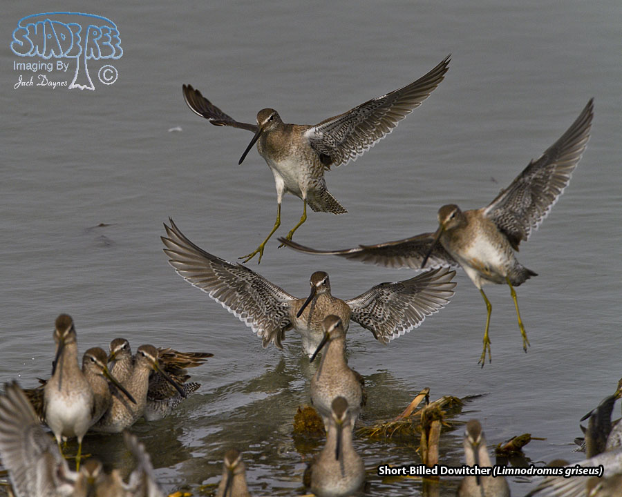 Short-Billed Dowitcher - Limnodromus griseus