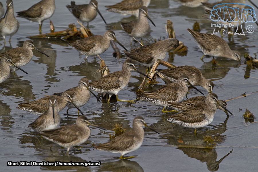 Short-Billed Dowitcher - Limnodromus griseus