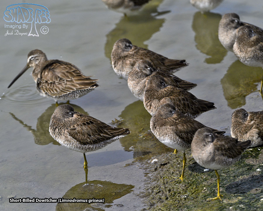 Short-Billed Dowitcher - Limnodromus griseus