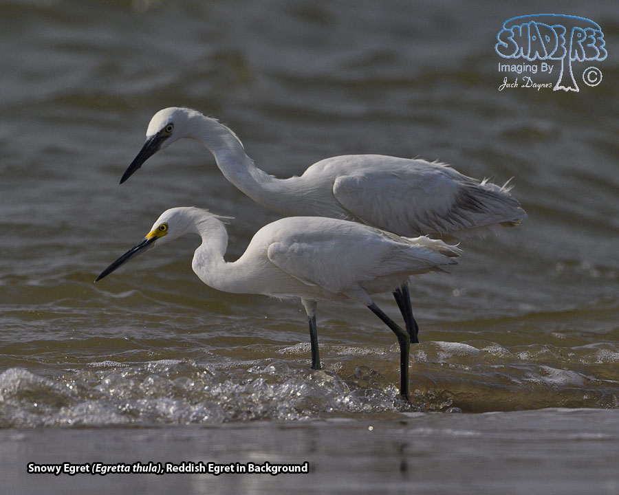Snowy Egret - Egretta thula
