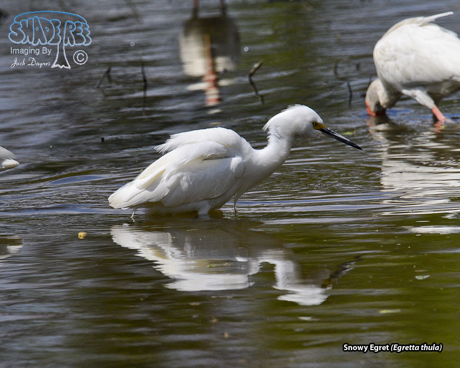 Snowy Egret - Egretta thula