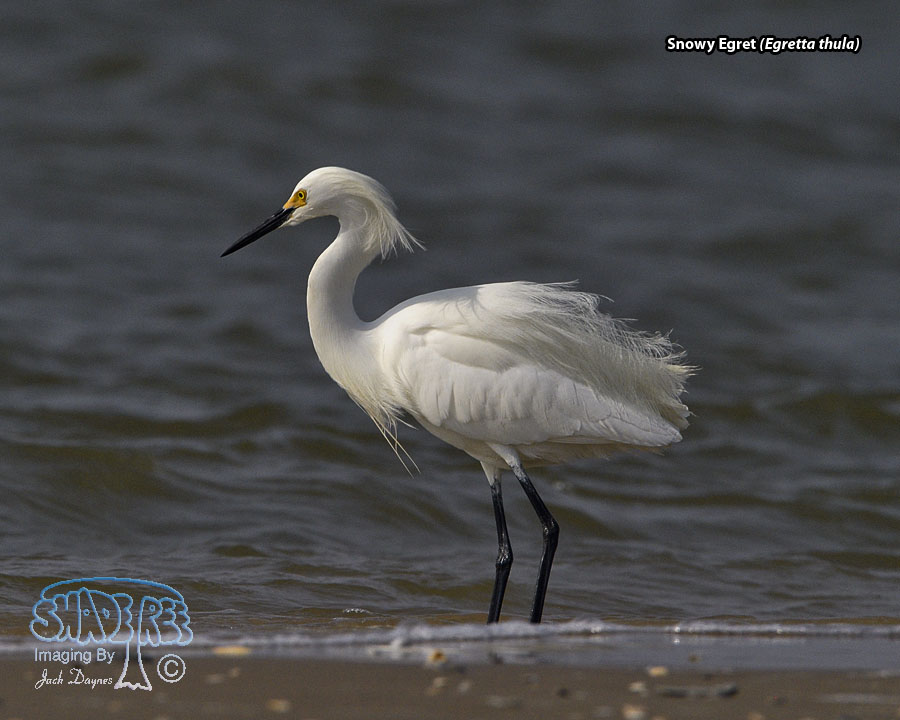 Snowy Egret - Egretta thula