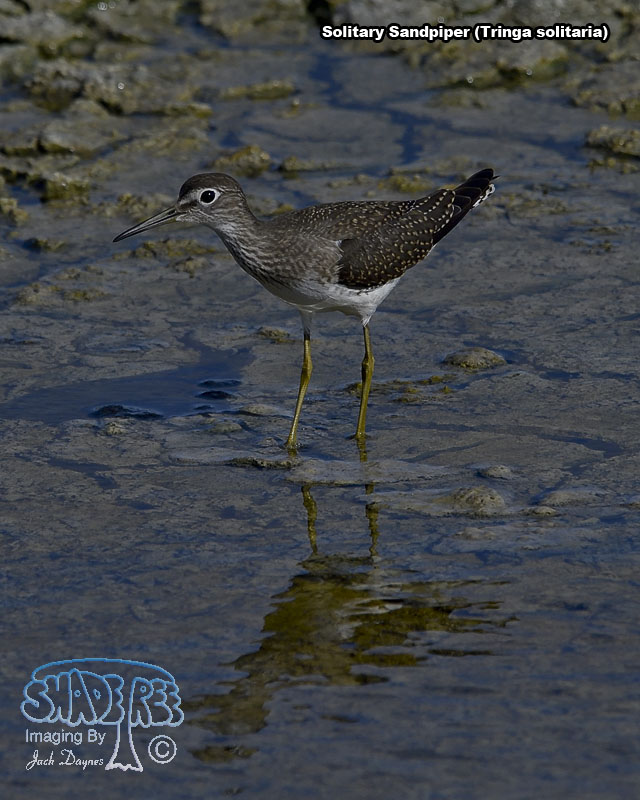 Solitary Sandpiper - Tringa solitaria