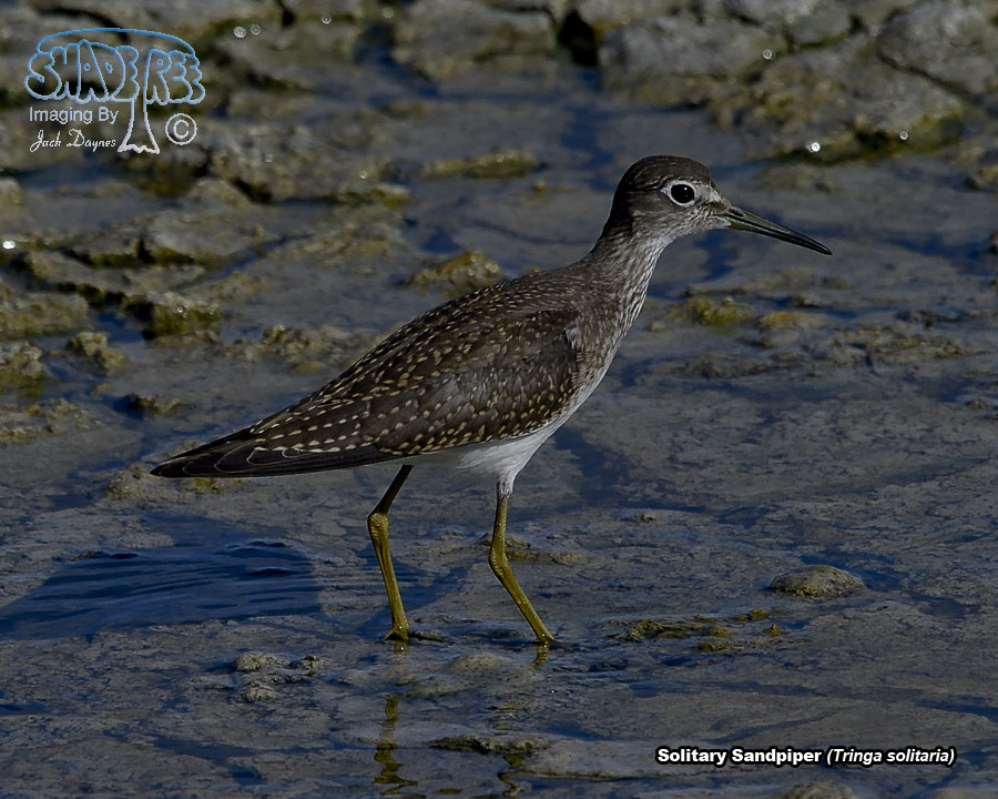 Solitary Sandpiper - Tringa solitaria