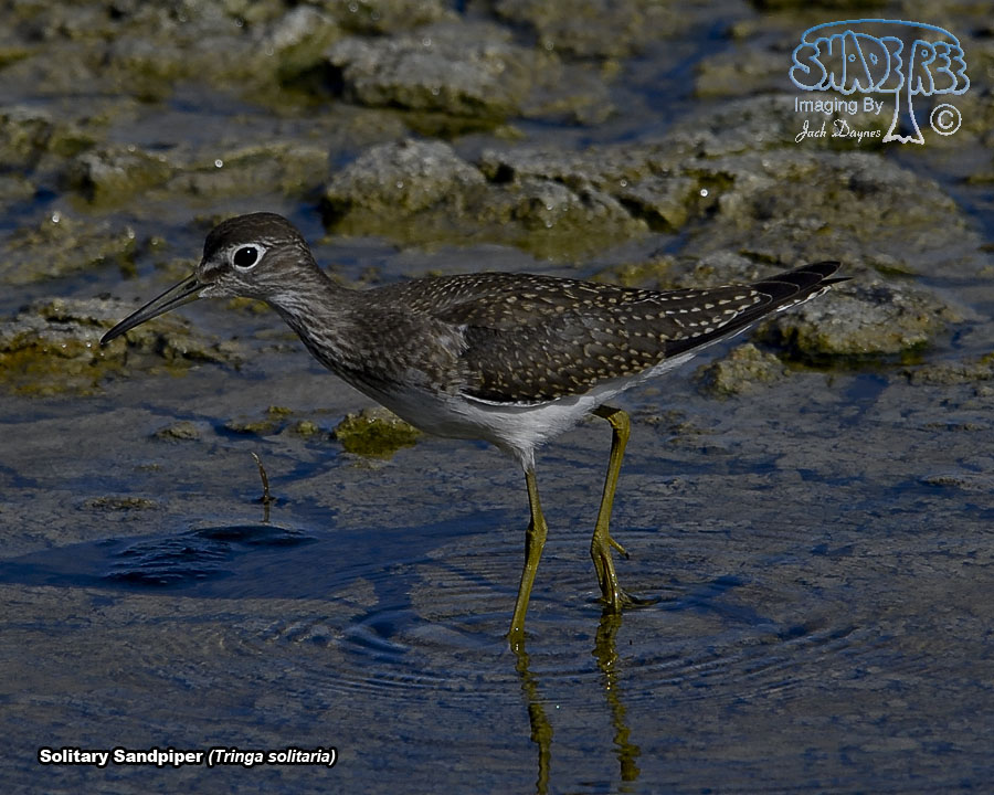 Solitary Sandpiper - Tringa solitaria