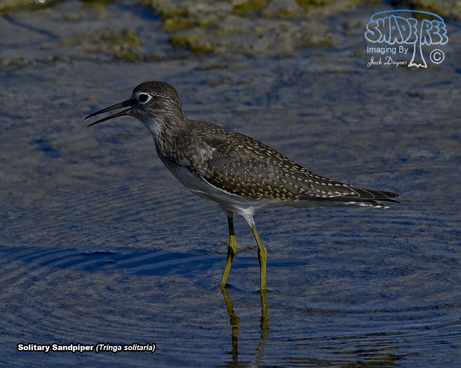Solitary Sandpiper - Tringa solitaria