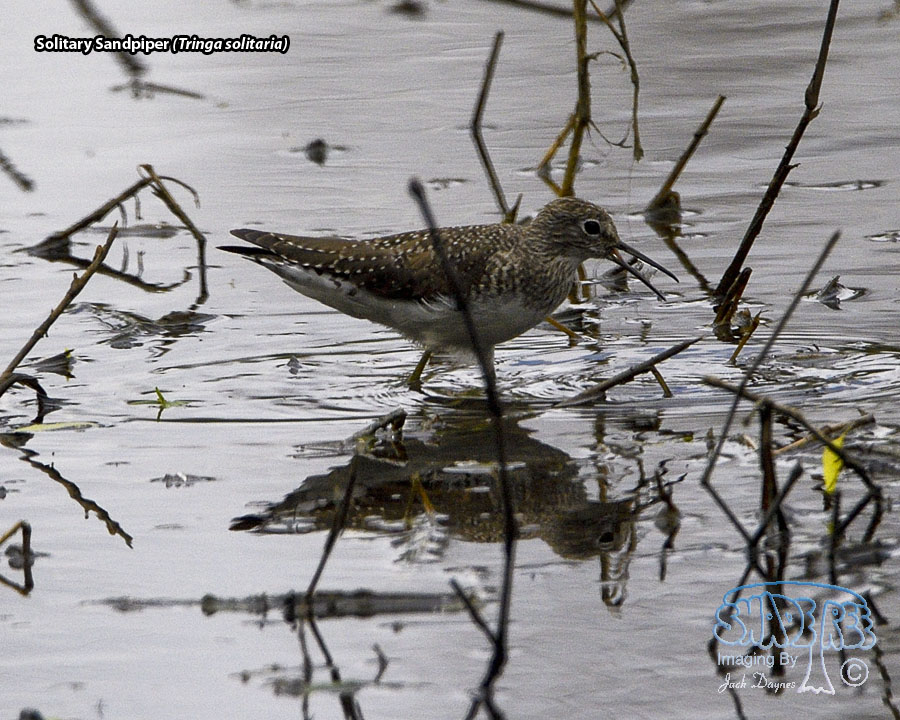 Solitary Sandpiper - Tringa solitaria
