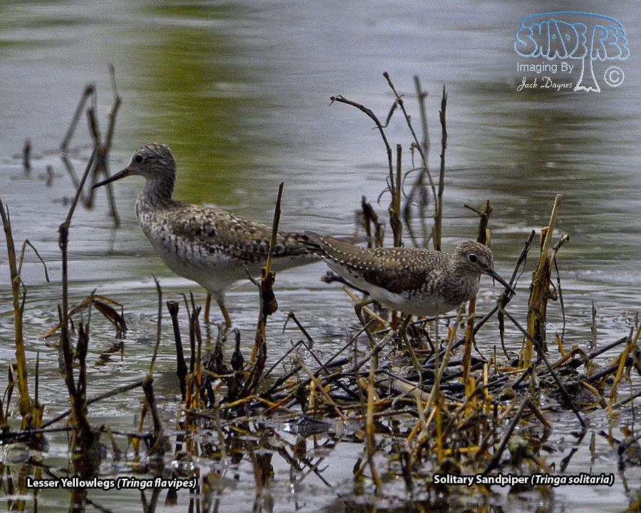 Solitary Sandpiper - Tringa solitaria