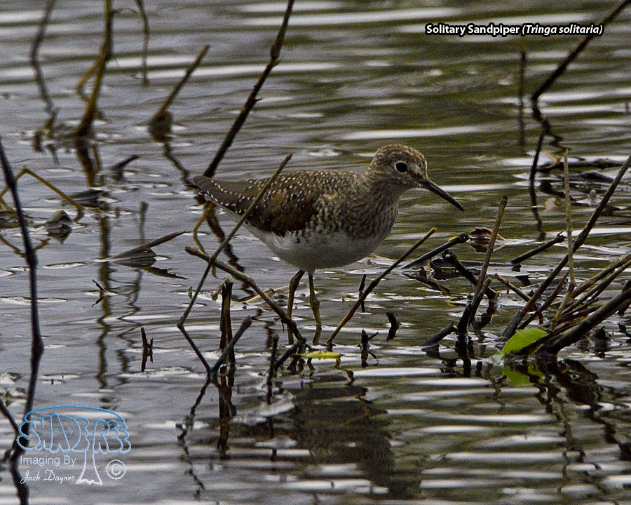 Solitary Sandpiper - Tringa solitaria