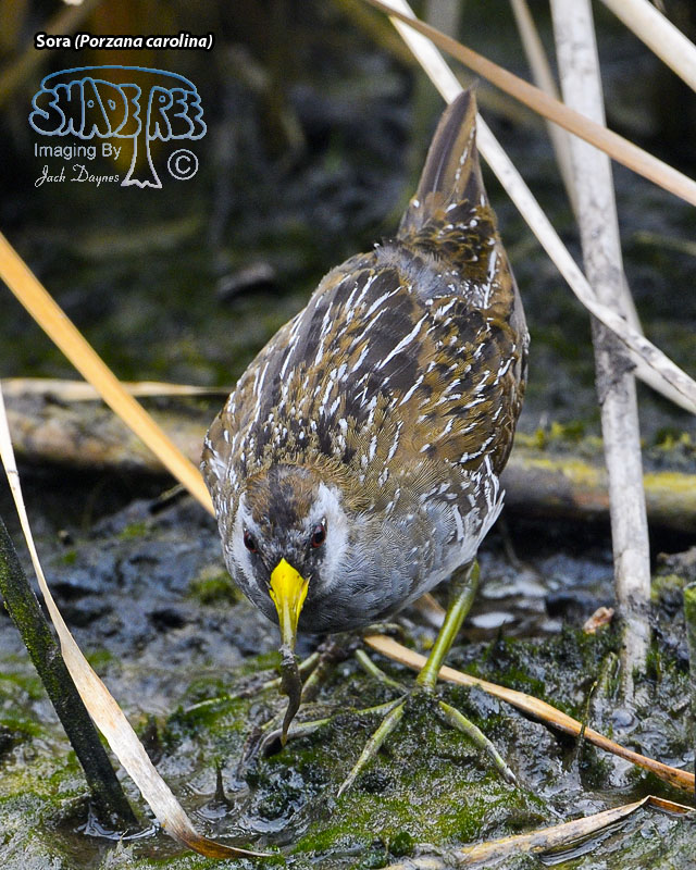 Sora - Porzana carolina