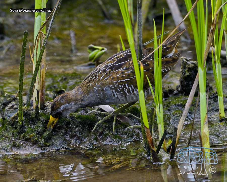 Sora - Porzana carolina