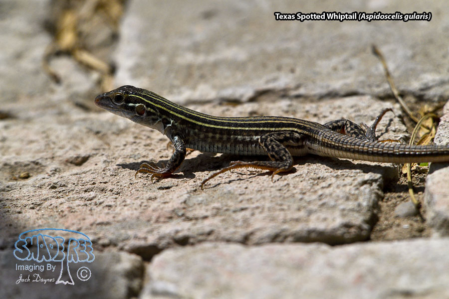 Texas Spotted Whiptail - Aspidoscelis gularis