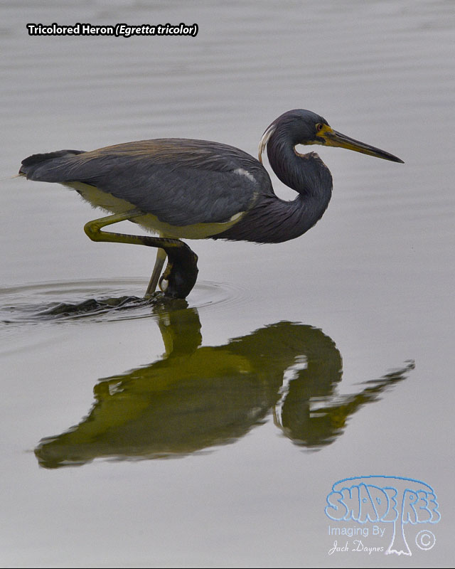 Tricolored Heron - Egretta tricolor
