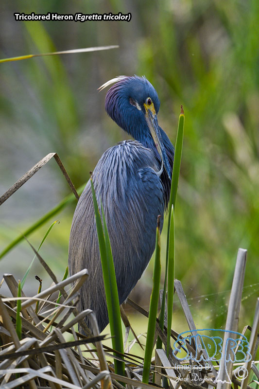 Tricolored Heron - Egretta tricolor