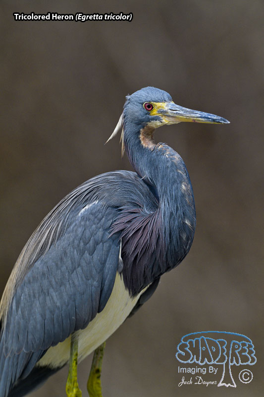 Tricolored Heron - Egretta tricolor