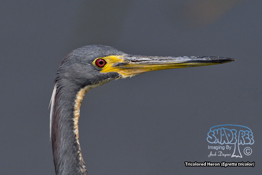 Tricolored Heron - Egretta tricolor