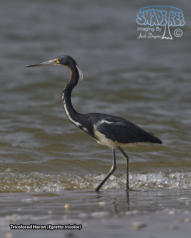 Tricolored Heron - Egretta tricolor