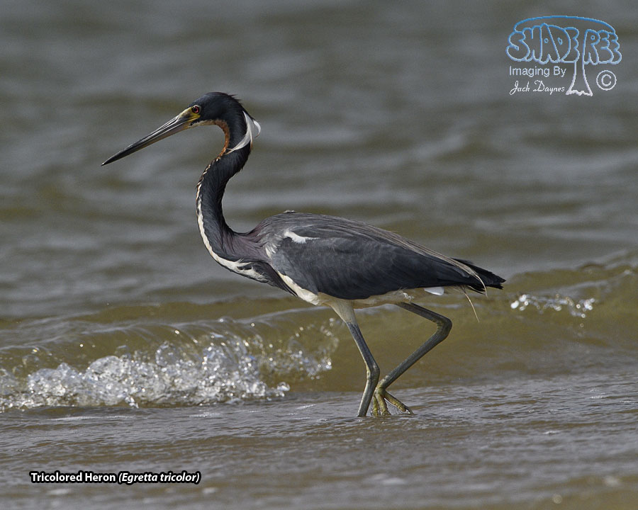 Tricolored Heron - Egretta tricolor