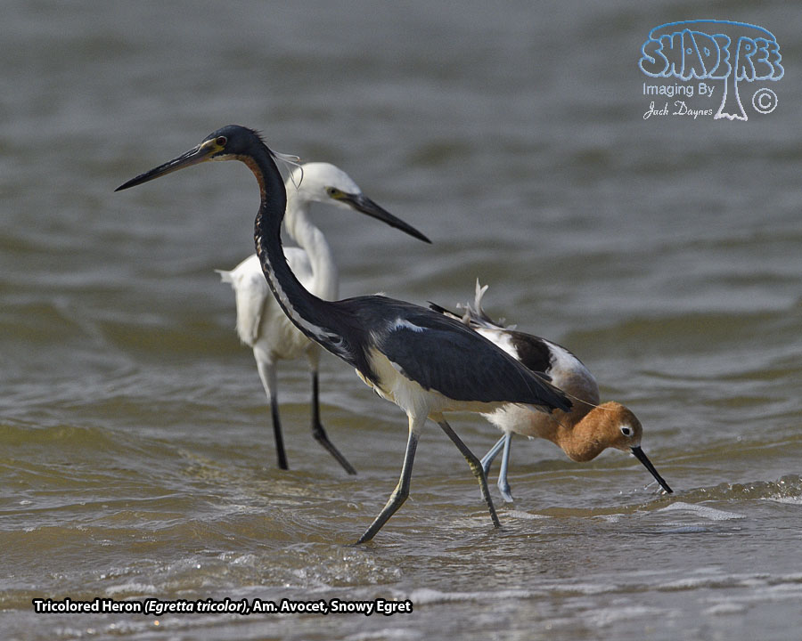 Tricolored Heron - Egretta tricolor