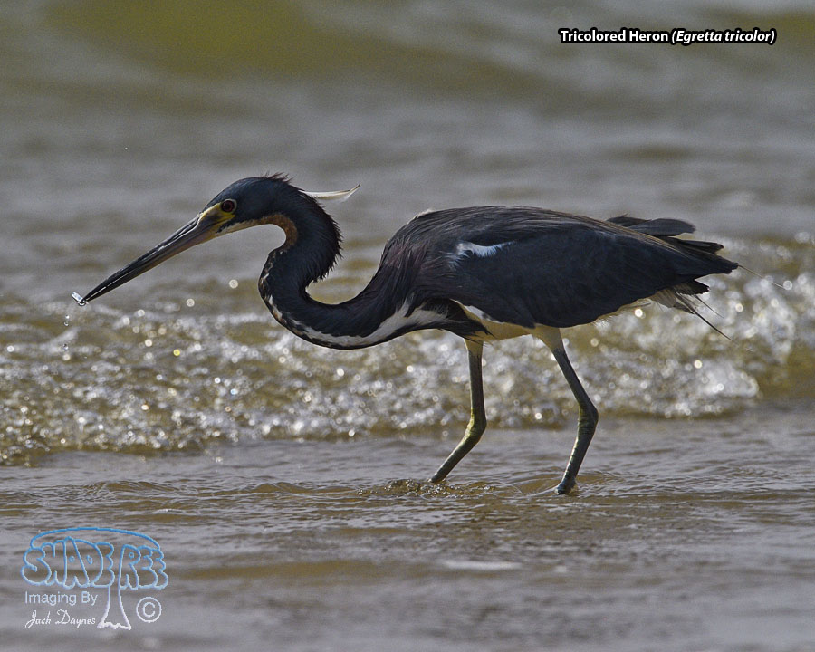 Tricolored Heron - Egretta tricolor