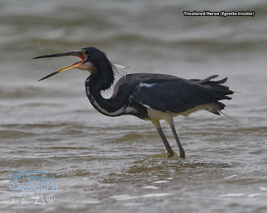 Tricolored Heron - Egretta tricolor