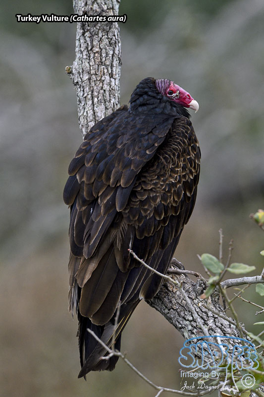 Turkey Vulture - Cathartes aura