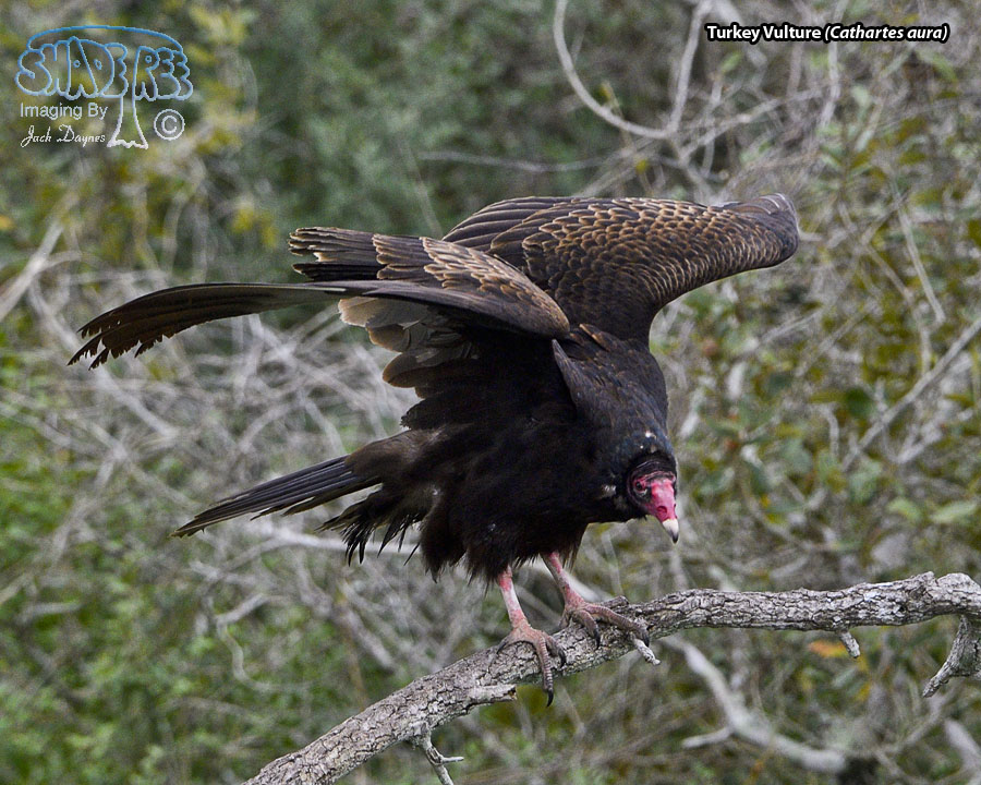 Turkey Vulture - Cathartes aura