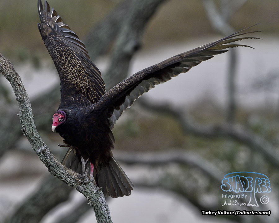 Turkey Vulture - Cathartes aura