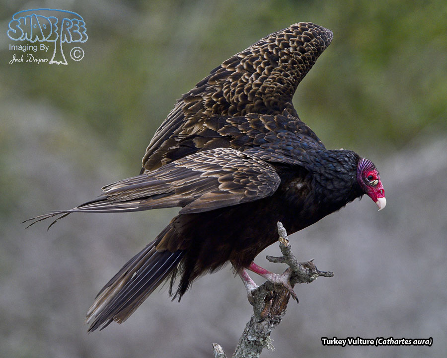 Turkey Vulture - Cathartes aura