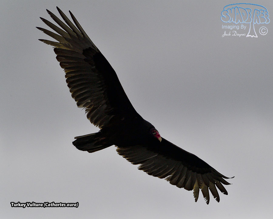 Turkey Vulture - Cathartes aura