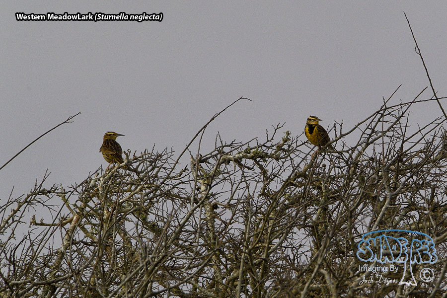 Western Meadowlark - Sturnella neglecta
