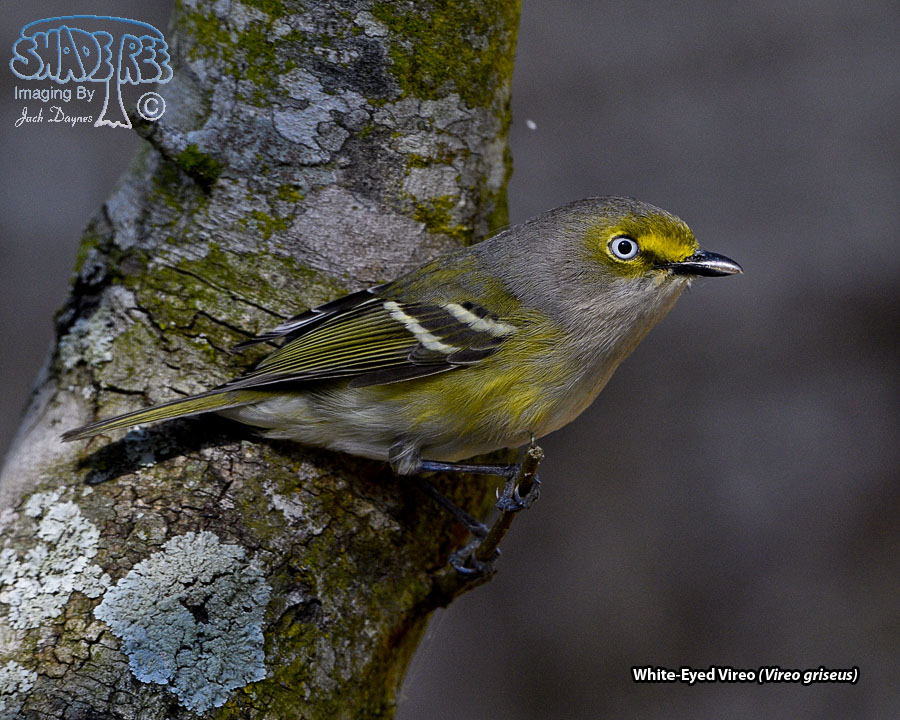 White-Eyed Vireo - Vireo griseus