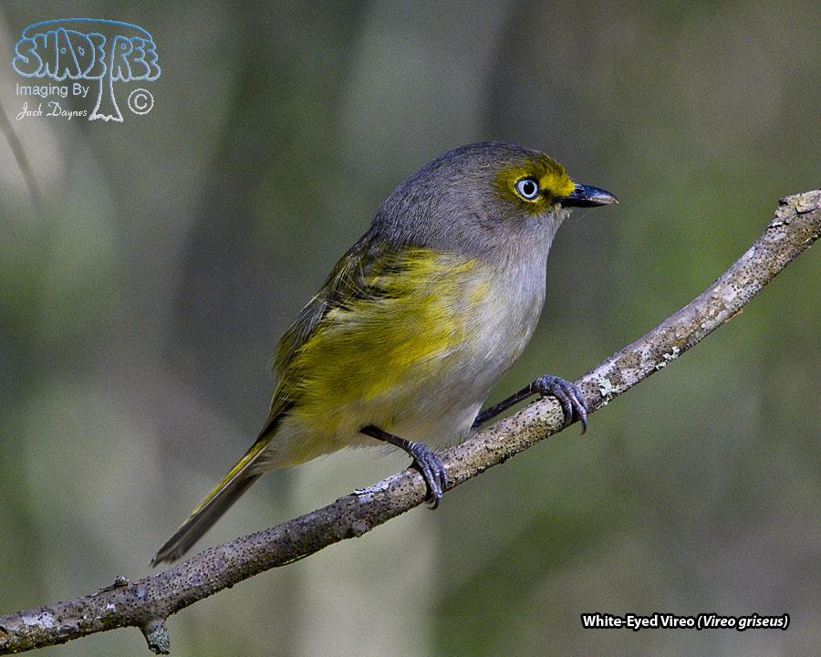 White-Eyed Vireo - Vireo griseus