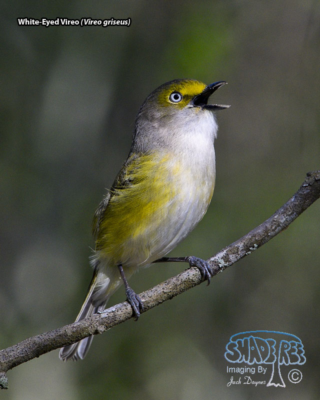 White-Eyed Vireo - Vireo griseus