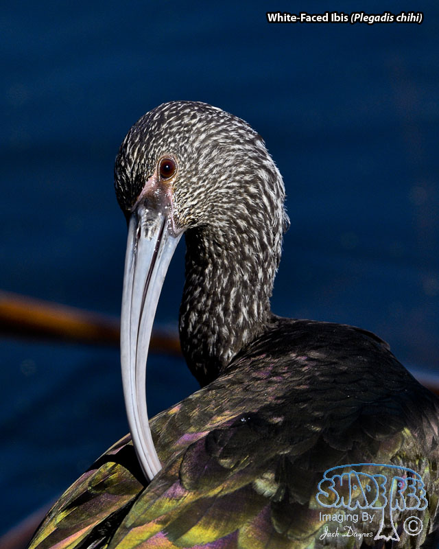 White-Faced Ibis - Plegadis chihi