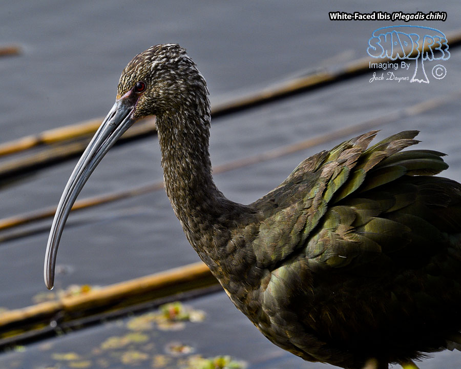 White-Faced Ibis - Plegadis chihi