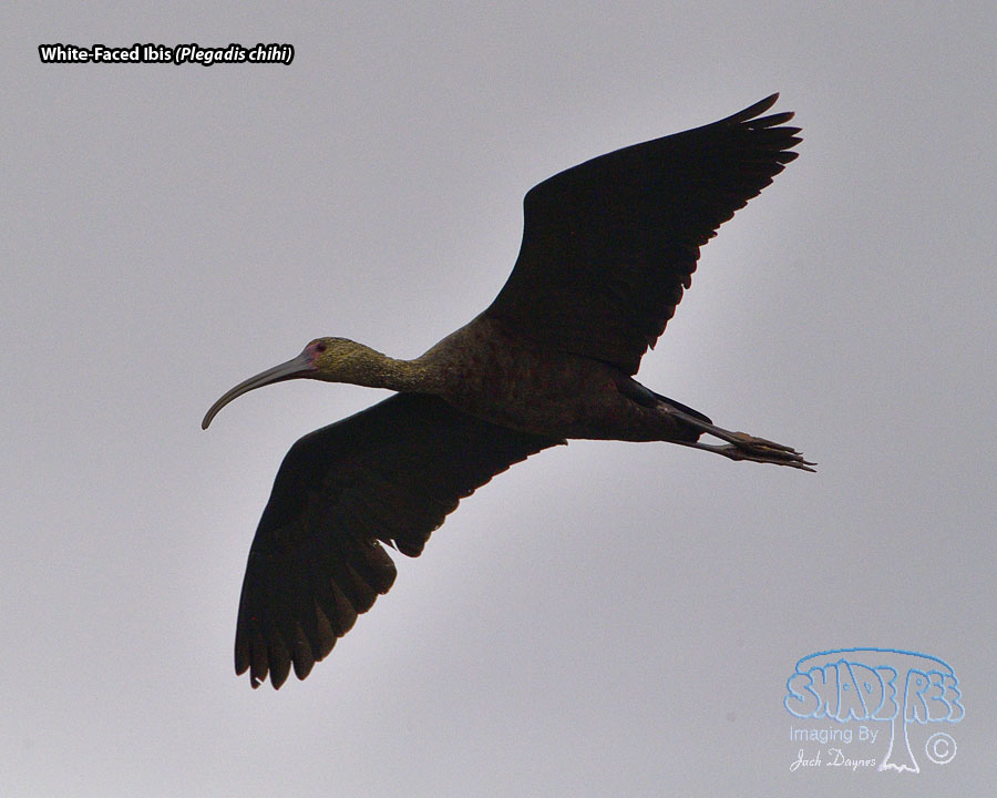 White-Faced Ibis - Plegadis chihi