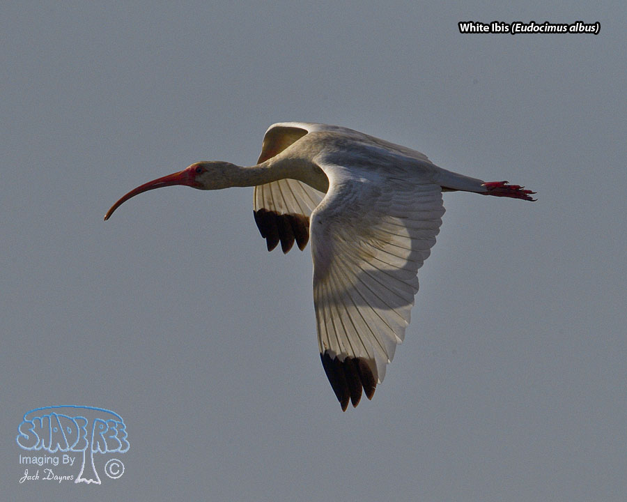 White Ibis - Eudocimus albus