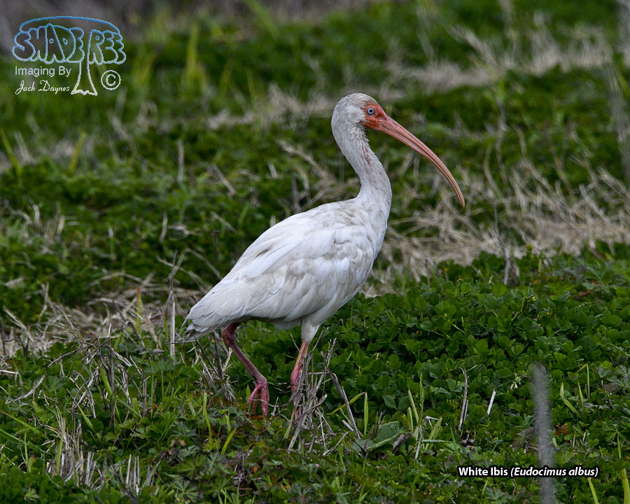 White Ibis - Eudocimus albus