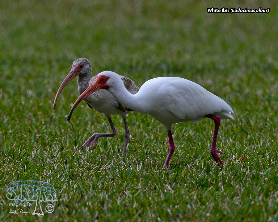White Ibis - Eudocimus albus