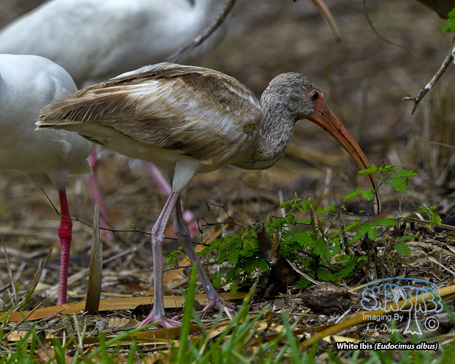 White Ibis - Eudocimus albus