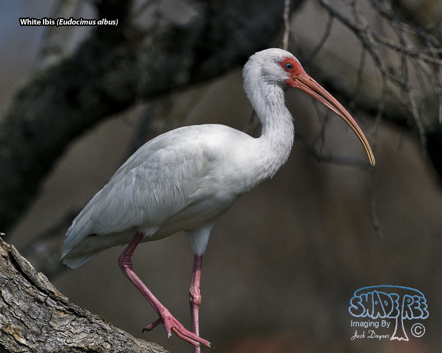 White Ibis - Eudocimus albus